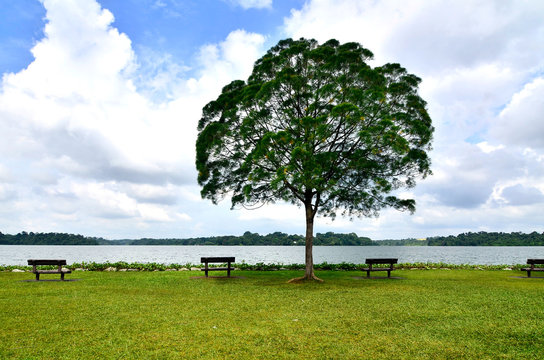 Upper Seletar Reservoir Lone Tree in between benches