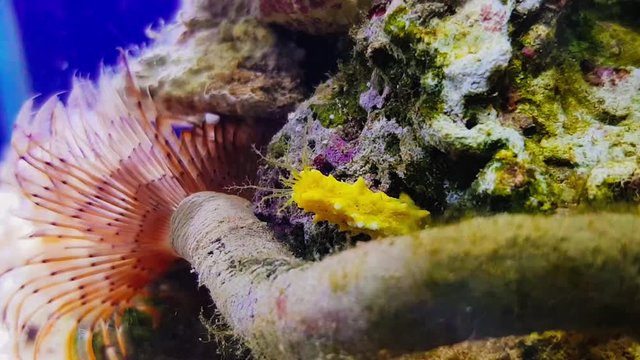 4K timelapse video of Yellow small sea cucumber - Colochirus robustus