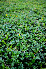 Green leaves pattern background, a backdrop for natural concepts.