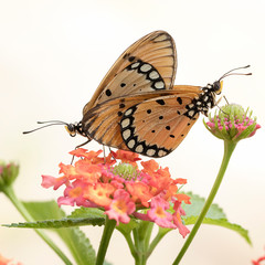 Amazing Beautiful Exotic Butterfly - Butterfly Photo Series