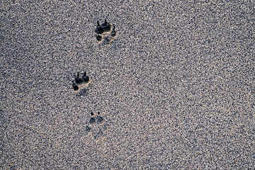 Animal footprints on hard gray sand.