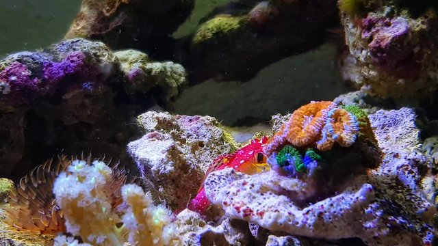 4k Video of Ruby red dragonet fish in aquarium