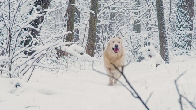 White dogs of the Golden Retriever breed in the winter fairy-tale forest.Day. The snow is falling.
