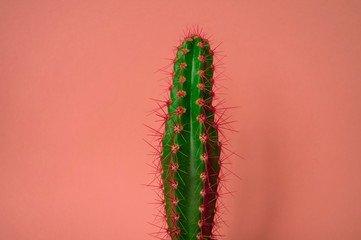 Cactus in a pot. Pink color.