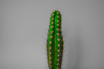 Cactus in a pot. Pink color.
