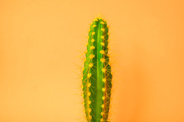 Cactus in a pot. Pink color.