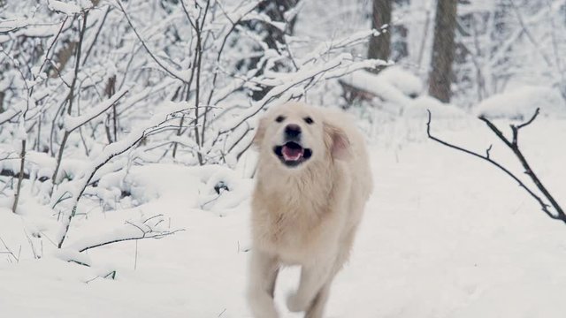 White dogs of the Golden Retriever breed in the winter fairy-tale forest.Day. The snow is falling.