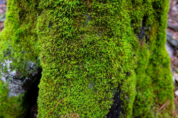 Fototapeta premium Moss Covered Tree near Stone Mountain, North Carolina