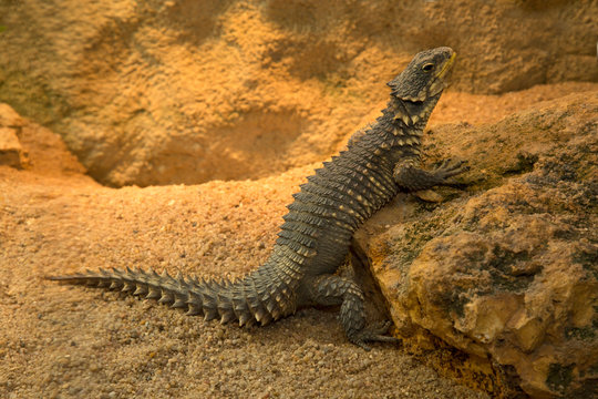 Sungazer, giant girdled lizard or giant dragon lizard or giant zonure (Smaug giganteus, syn. Cordylus giganteus).