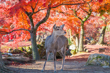 奈良公園の鹿と紅葉 