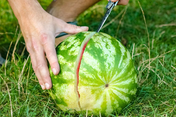 watermelon in the hands of a guy on nature in the park