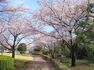 Obraz premium 桜のある風景