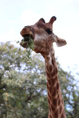 Giraffe chewing grass at the zoo