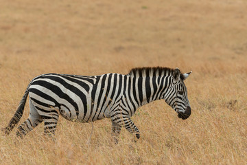 Fototapeta na wymiar Zebra Walking in a dried Grass of savannah in Masai Mara, Kenya, Africa