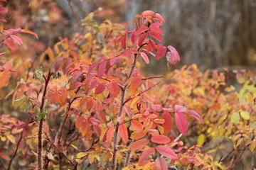 Rose Bush In Autumn Colours, Jasper National Park, Alberta