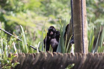 Monkey at the zoo