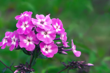 Fototapeta na wymiar Closeup of pink phlox paniculata on a summer day on a flowerbed in a garden close-up