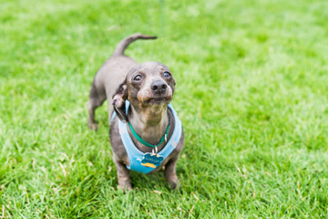 Gray purebred Daschund dog making a funny face.