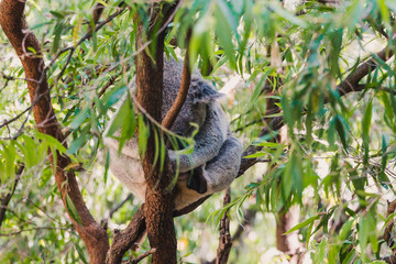 sleepy koala cuddled up on eucalyptus gum tree branch surrounded by green leaves