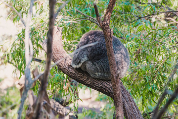 Fototapeta na wymiar sleepy koala cuddled up on eucalyptus gum tree branch surrounded by green leaves