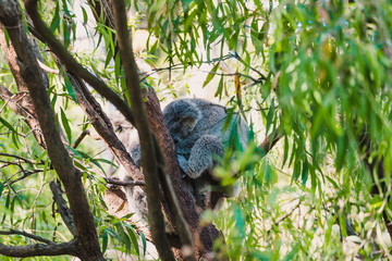 sleepy koala cuddled up on eucalyptus gum tree branch surrounded by green leaves © faithie