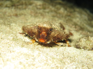 Batfish