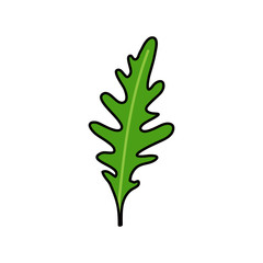 arugula doodle icon, vector illustration
