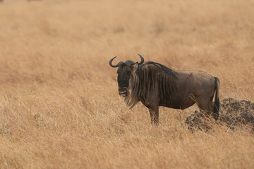 Wildebeest Side profile seen at Masai Mara, Kenya, Africa