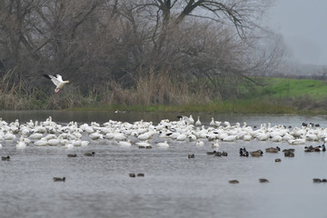 Snow Geese  at Merced Wildlife Refuge, California, USA