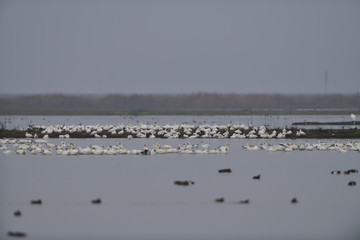 Snow Geese  at Merced Wildlife Refuge, California, USA