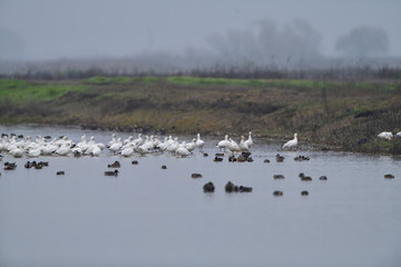 Snow Geese  at Merced Wildlife Refuge, California, USA