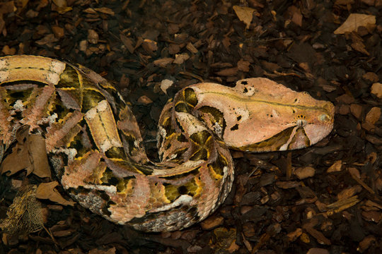 Gaboon viper (Bitis gabonica).