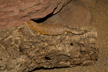 Gidgee Skink (Egernia stokesii) .