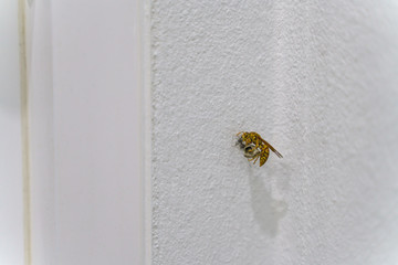 Giant tiger wasp or hornet making nest
