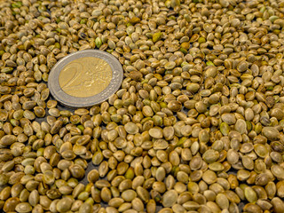 cannabis or marijuana seeds