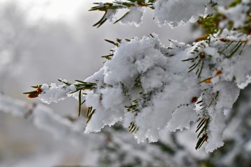 branch of a tree in snow