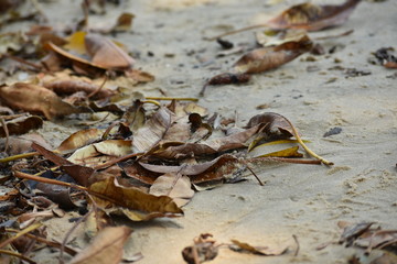 falling dried leaves on sandy beach