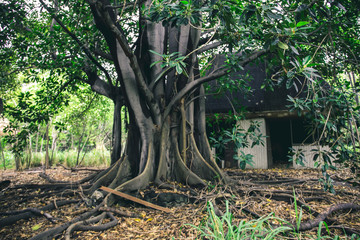 Obraz premium Mother tree