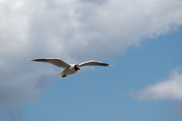Fototapeta premium Majestic bird flying high over a lake