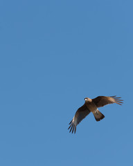 Majestic bird flying high over a lake