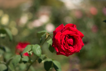 Single red rose in the garden, designed for you 