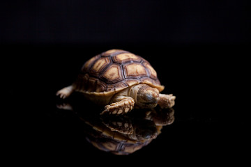 Baby Sulcata tortoise, African spurred tortoise (Geochelone sulcata),isolated on black background