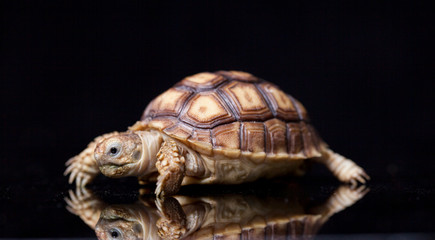 Baby Sulcata tortoise, African spurred tortoise (Geochelone sulcata),isolated on black background