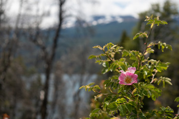 Gorgeous flower in focus and a bokeh lake behind it.