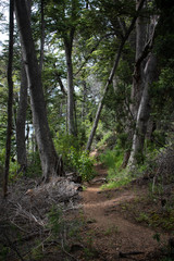 Quiet hiking path deep in the forest in Patagonia, Argentina