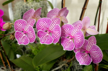 Purple and white stripes, a unique multicolor of Phalaenopsis orchid flower