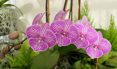 Purple and white stripes, a unique multicolor of Phalaenopsis orchid flower
