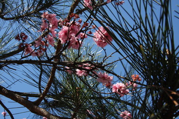 Cherry blossoms in park