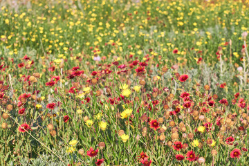 A Field of Texas Wildflowers - Indian Blanket (or Fire Wheel) (plus Pink Evening Primrose and Others). Gaillardia pulchella (Asteraceae) and Oenothera speciosa