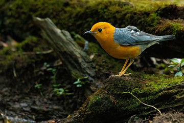 Orange-headed Thrush perching on rotten wood looking into a distance